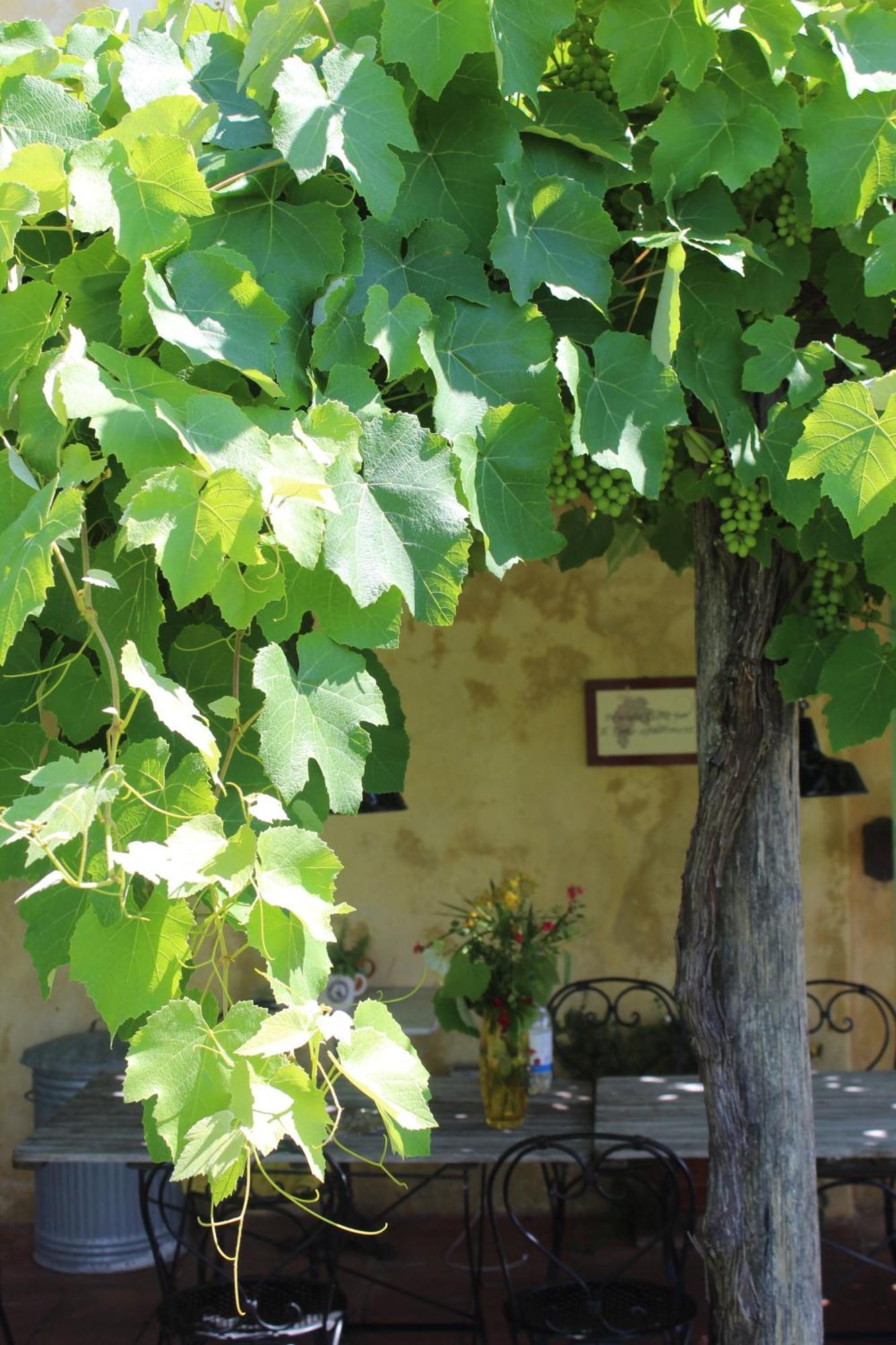 Azienda Agricola Fabbrica Di San Martino Lucca Exterior foto